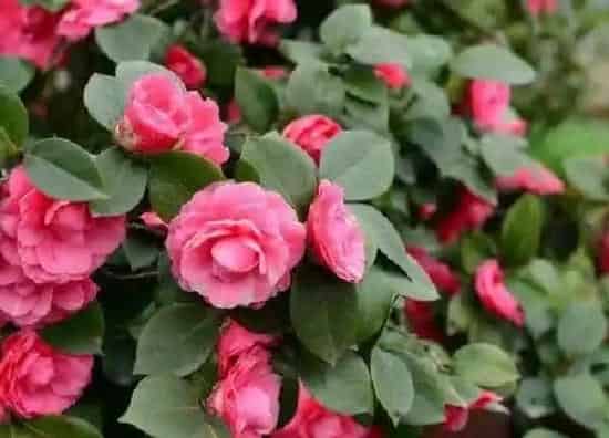 养殖方法|茶花怎么养才长得好