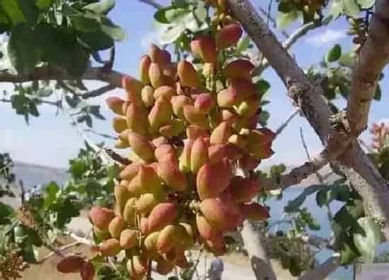 生长环境|开心果长在哪里是什么树 开心果的树生长在什么地方