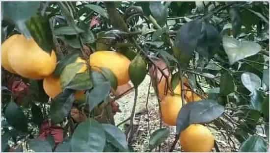 木瓜树冬季如何防冻害 | 种植技术