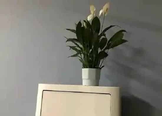 养殖方法|白掌水培好还是土培好