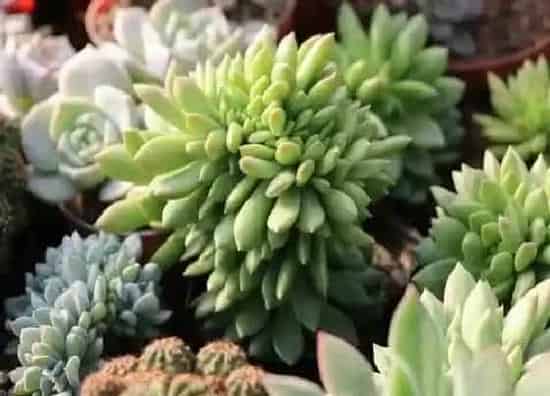 植物种类|多肉植物是草本植物吗