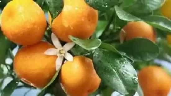 植物病害|柑橘炭疽病用什么特效农药防治(治疗柑橘炭疽病最佳配方)