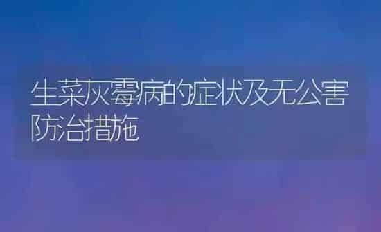 生菜灰霉病的症状及无公害防治措施 | 蔬菜种植
