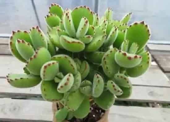 植物浇水|熊童子夏天怎么浇水方法