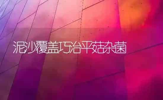 泥沙覆盖巧治平菇杂菌 | 食用菌种植