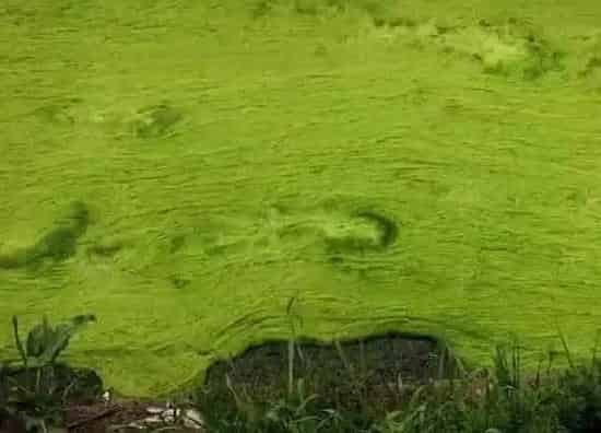 植物种类|衣藻是藻类植物吗