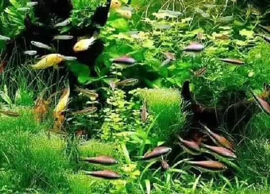 植物浇水|养鱼的水浇花有什么好处 养鱼水浇花当肥料用