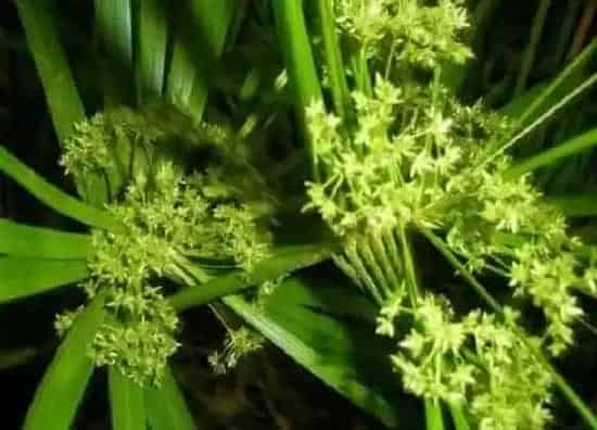 习性特点|散尾葵开花是什么样子 开花是什么兆头