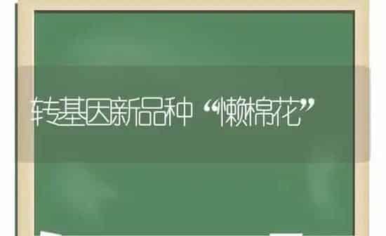 阳台种菜并不难因菜施肥是关键 | 种植肥料施肥