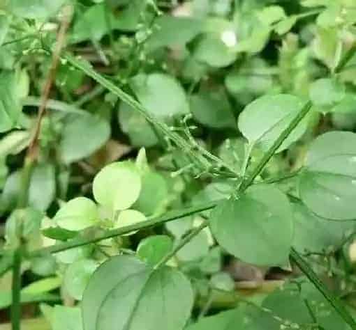 功效常识|茜草根的功效与作用