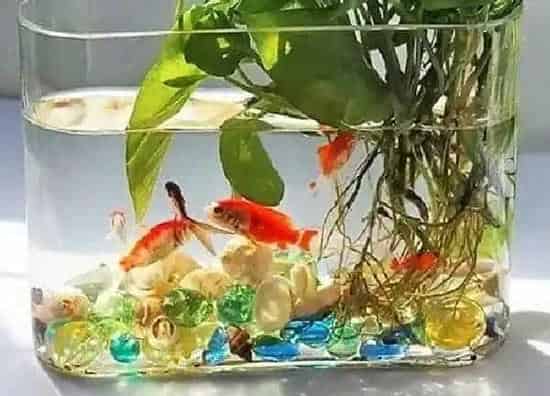 植物浇水|养鱼的水浇花有什么好处 养鱼水浇花当肥料用