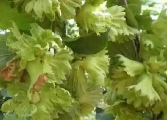 植物虫害|大榛子病虫害防治技术与方法措施