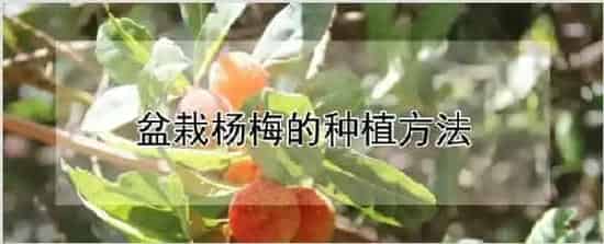 盆栽杨梅的种植方法 | 养殖技术