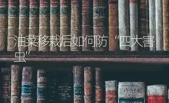 油菜移栽后如何防“四大害虫” | 粮油作物种植