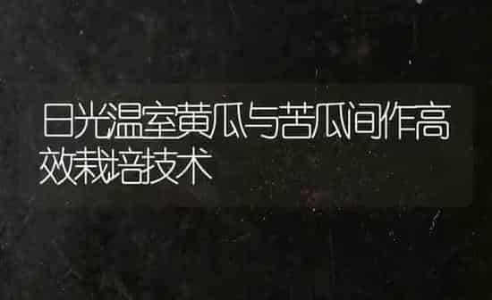 日光温室黄瓜与苦瓜间作高效栽培技术 | 蔬菜种植