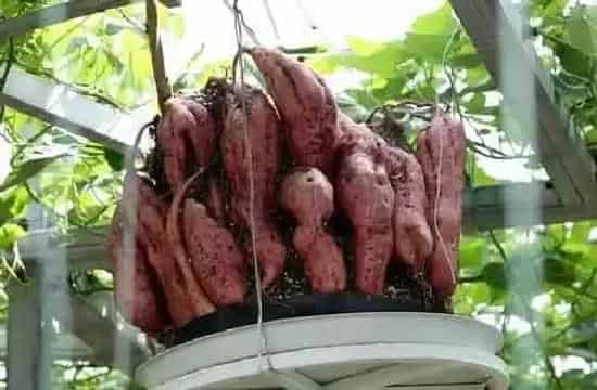 种植方法|红薯无土栽培方法 无土栽培技术及注意事项