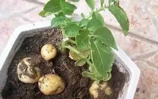 植物育苗|发芽的土豆怎么种植出盆栽，家里盆栽土豆的栽培方法）