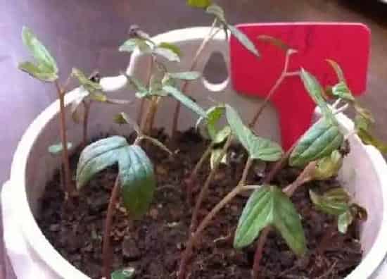植物发芽|鸢尾花种子几天发芽