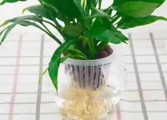 养殖方法|白掌水培好还是土培好