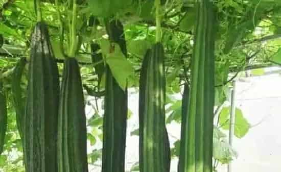 果实科普|八角丝瓜几月开花结果 什么时候开花结果