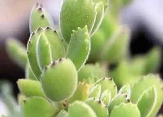 植物浇水|熊童子夏天怎么浇水方法