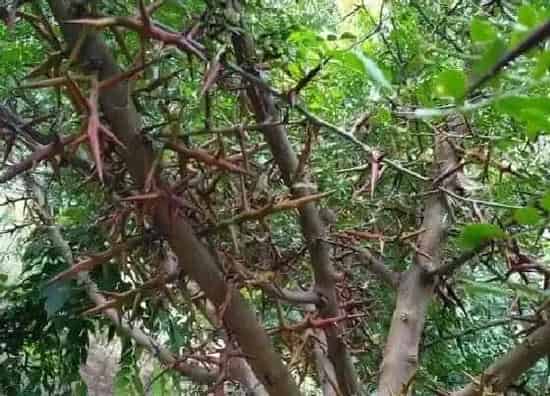 种植位置|皂角树可以种在院子里吗