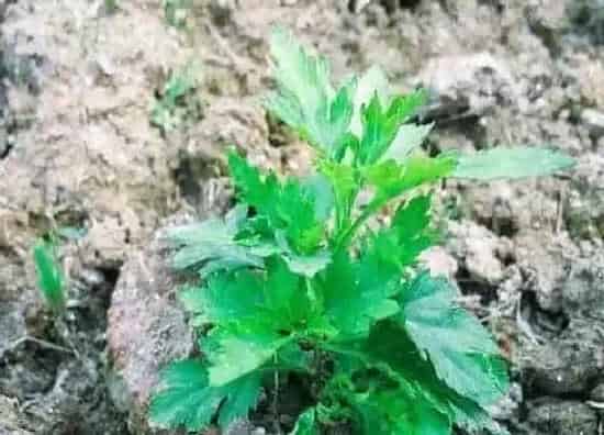 植物播种|菊花种子怎么种植