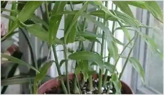 阳台姜的种植方法 | 农业科普