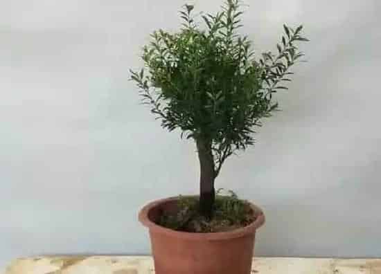 风水百科|金丝楠木的风水作用 家里栽金丝楠风水好吗