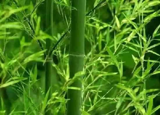 养殖方法|竹子冬天怎么养护