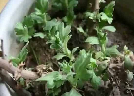 植物播种|菊花种子怎么种植