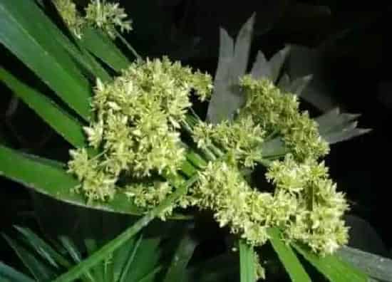 习性特点|散尾葵开花是什么样子 开花是什么兆头
