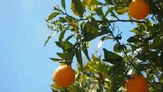 植物病害|柑橘炭疽病用什么特效农药防治(治疗柑橘炭疽病最佳配方)