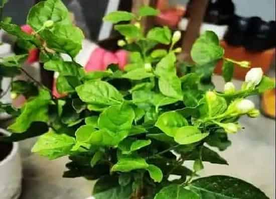 植物百科|虎头茉莉有种子吗