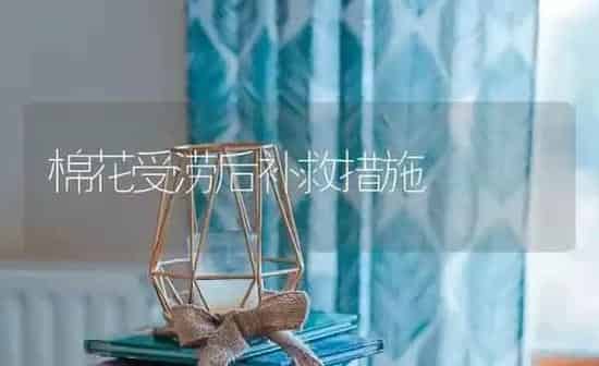 棉花受涝后补救措施 | 粮油作物种植