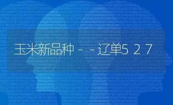 玉米新品种－－辽单527 | 粮油作物种植