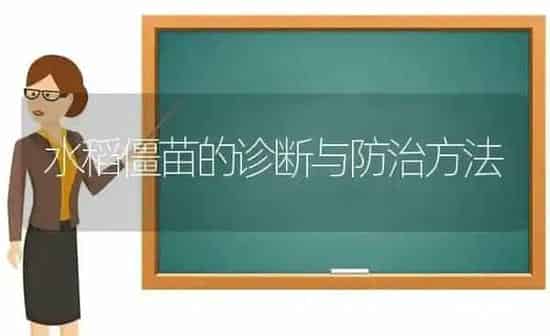 水稻僵苗的诊断与防治方法 | 粮油作物种植