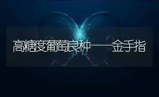高糖度葡萄良种——金手指 | 瓜果种植