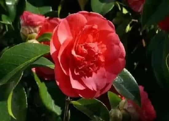 养殖方法|茶花怎么养才长得好