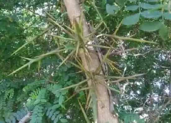 种植位置|皂角树可以种在院子里吗