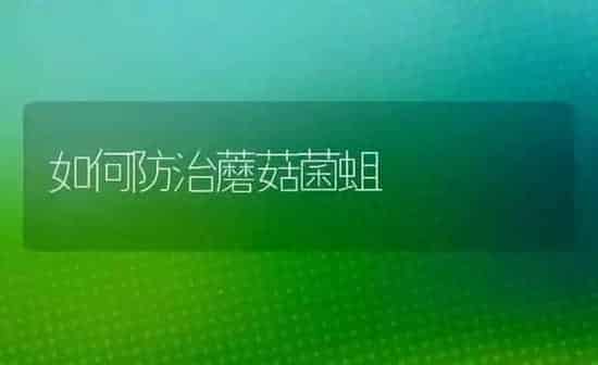 如何防治蘑菇菌蛆 | 食用菌种植