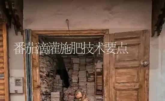 番茄滴灌施肥技术要点 | 种植肥料施肥