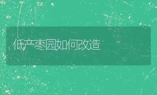 低产枣园如何改造 | 瓜果种植