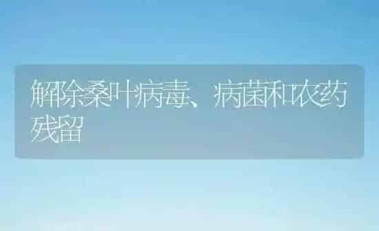 解除桑叶病毒、病菌和农药残留 | 种植病虫害防治