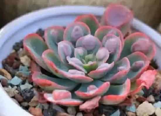 植物修剪|雨滴徒长怎么办