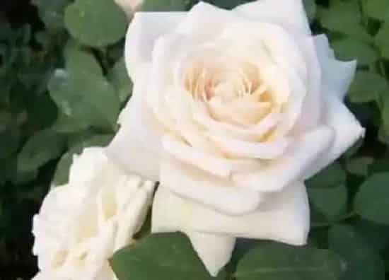 不开花|月季不开花什么原因