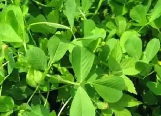 种植管理|秧草几月份种植合适