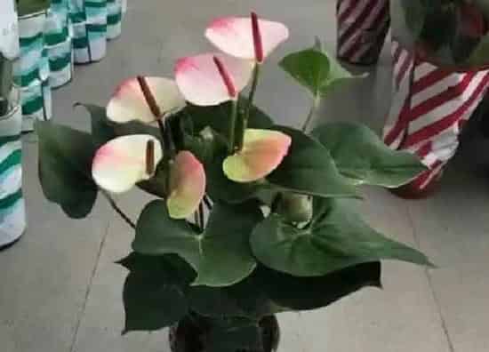 植物浇水|粉掌多久浇一次水