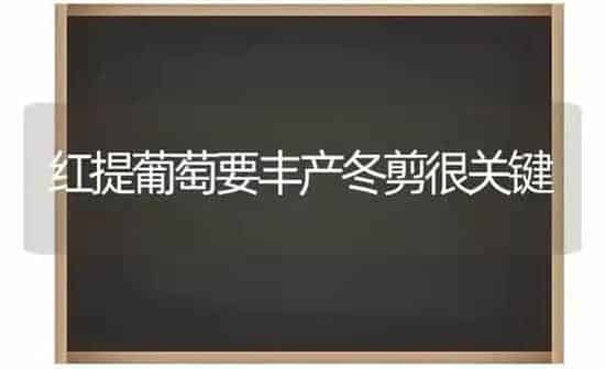 红提葡萄要丰产冬剪很关键 | 瓜果种植