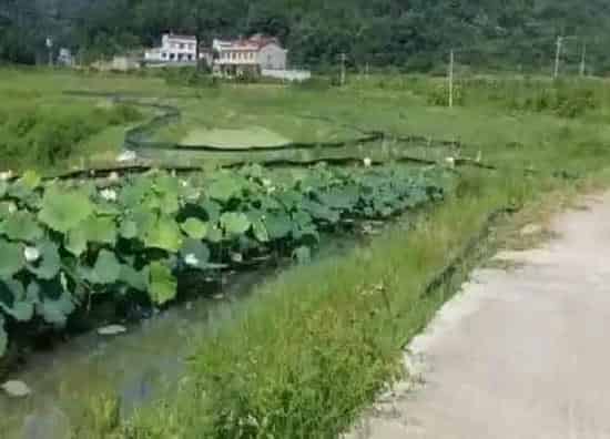 种植方法|藕的种植方法和时间